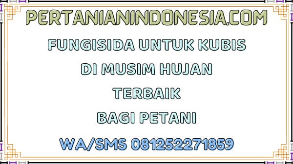 Fungisida Untuk Kubis Di Musim Hujan Terbaik Bagi Petani